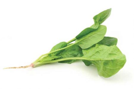 Growing Spinach Successfully Image